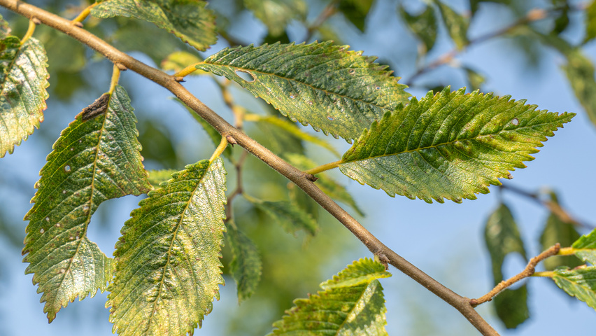 Ulmus 'Rebella'® twigs