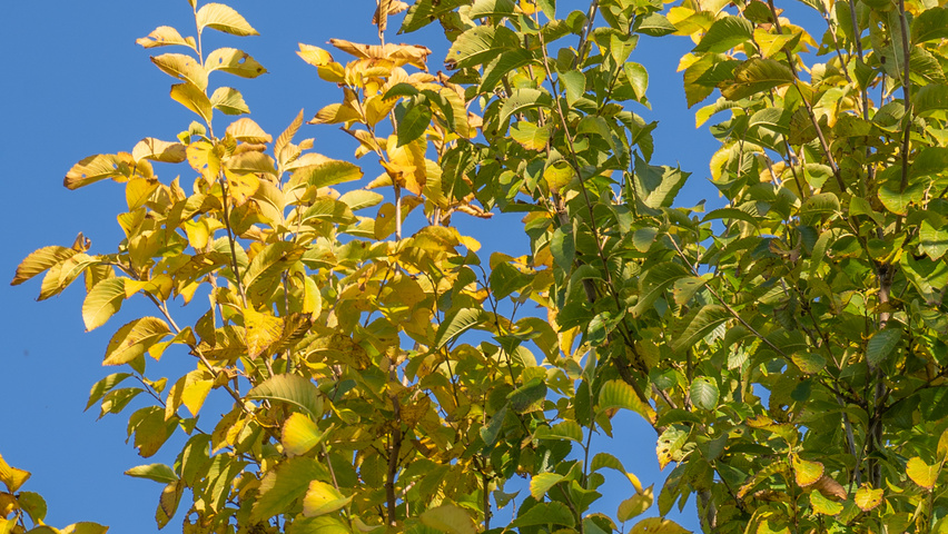 Ulmus 'Rebona'® herfstblad