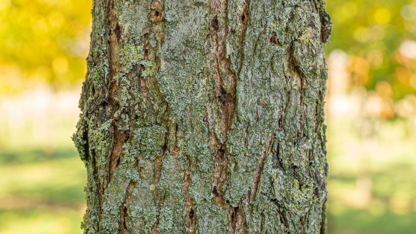 Ulmus 'Rebona'® bast