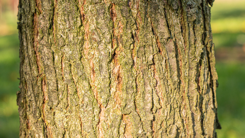 Ulmus 'Rebona'® bast