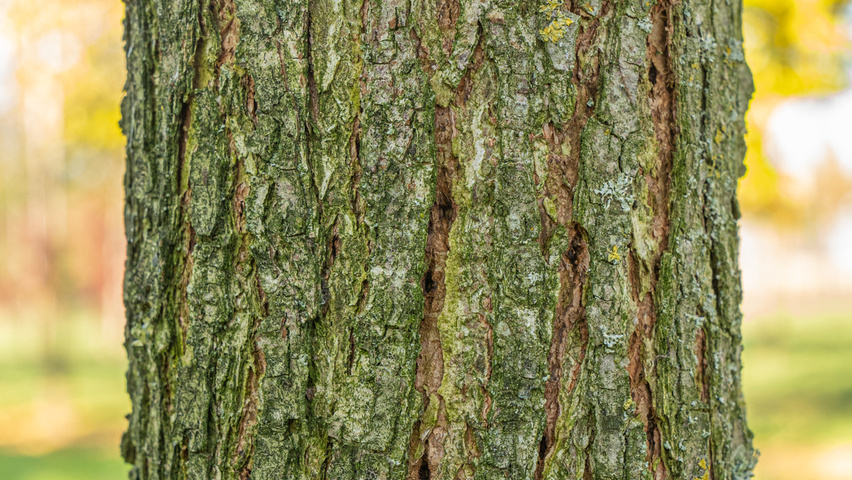 Ulmus 'Rebona'® bast