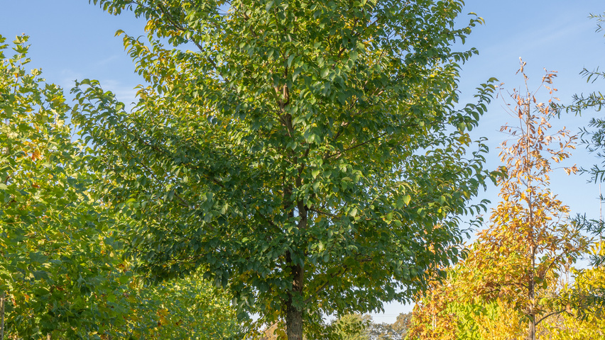 Ulmus 'Rebona'® hoogstam