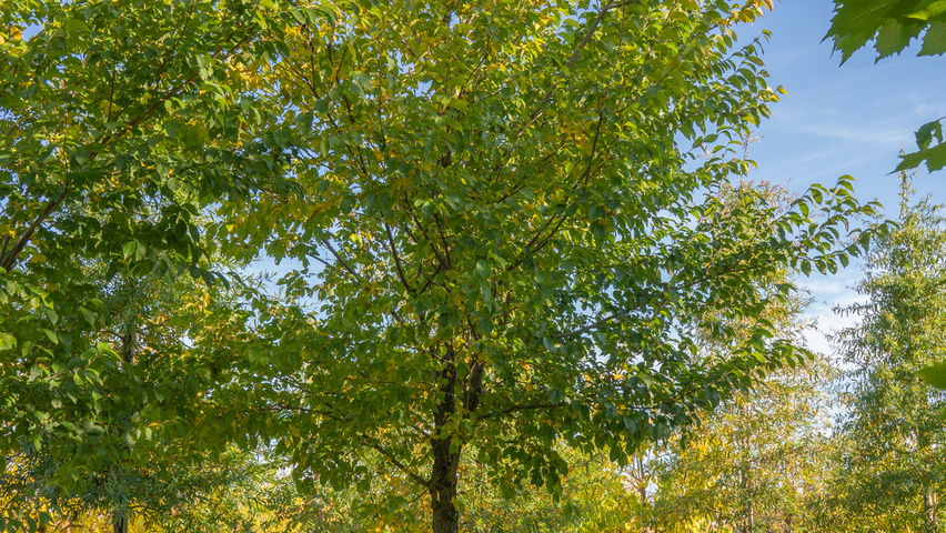 Ulmus 'Rebona'® hoogstam