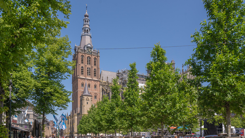 Ulmus 'Rebona'® hoogstam