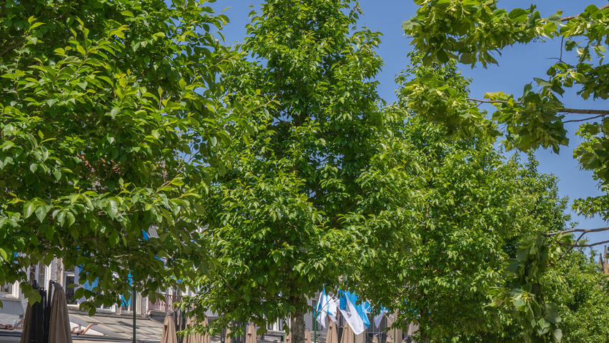 Ulmus 'Rebona'® hoogstam