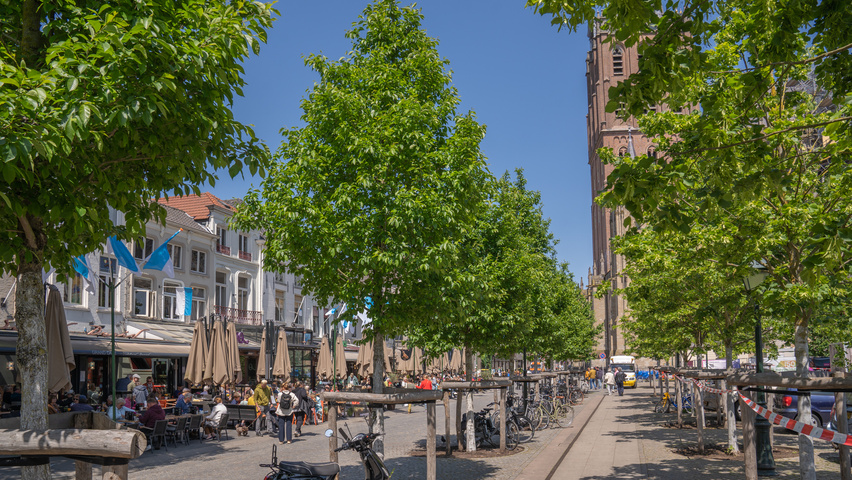 Ulmus 'Rebona'® hoogstam