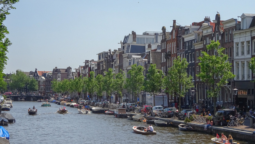 Ulmus 'Rebona'® hoogstam