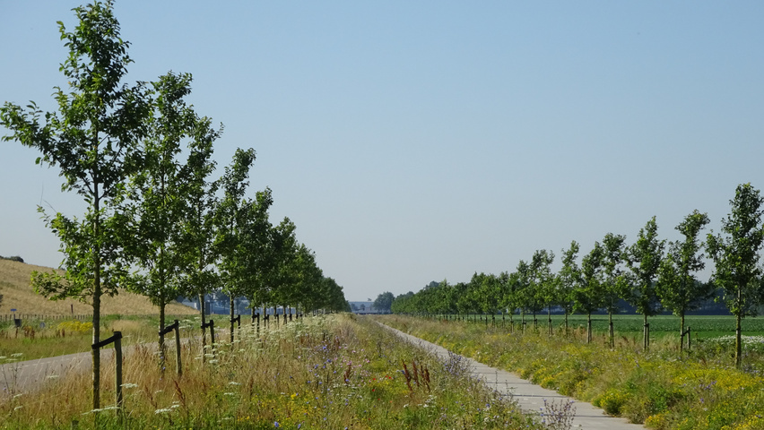 Ulmus 'Rebona'® hoogstam