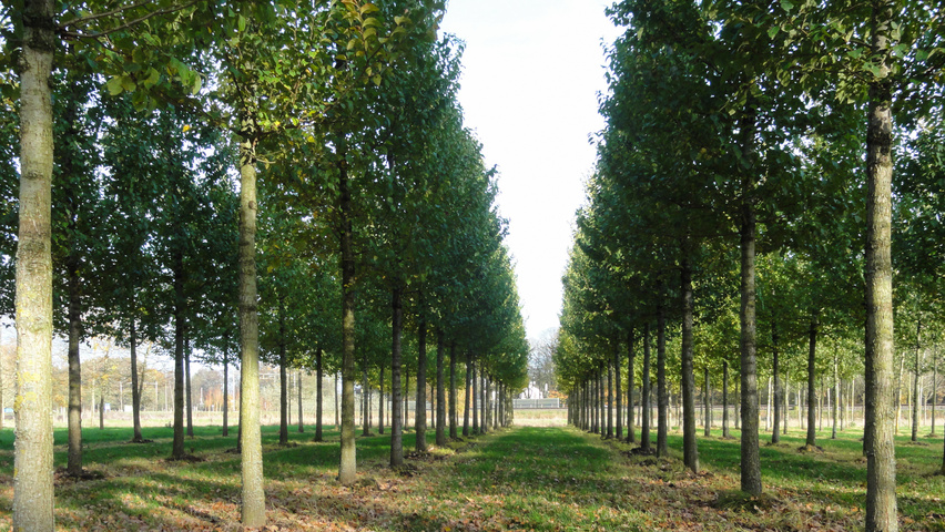 Ulmus 'Rebona'® hoogstam