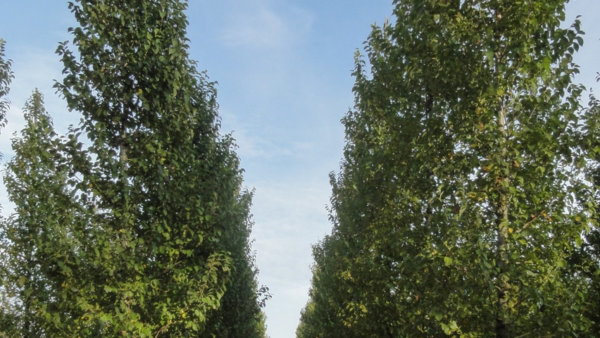 Ulmus 'Rebona'® hoogstam