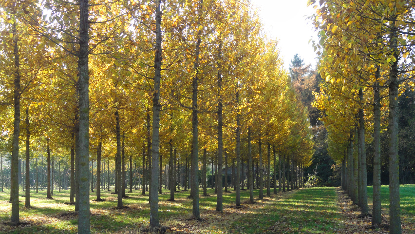 Ulmus 'Rebona'® hoogstam