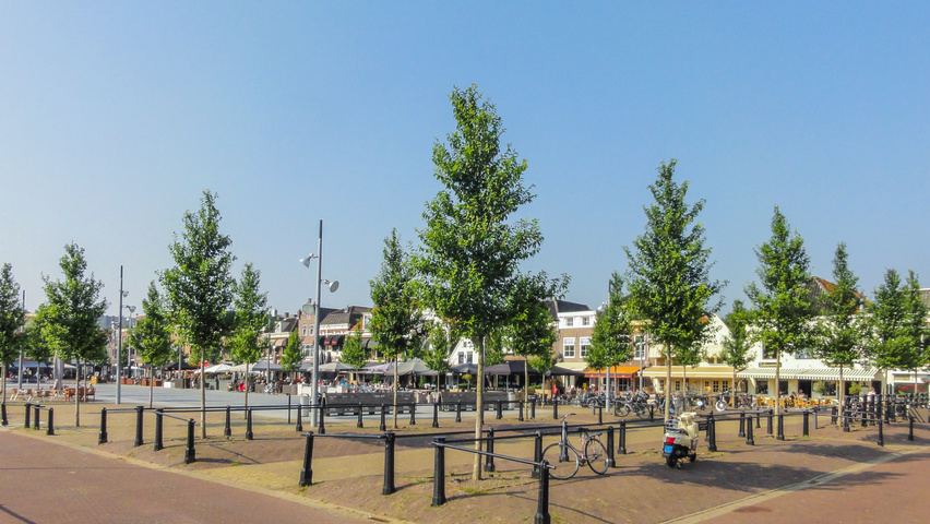 Ulmus 'Rebona'® hoogstam