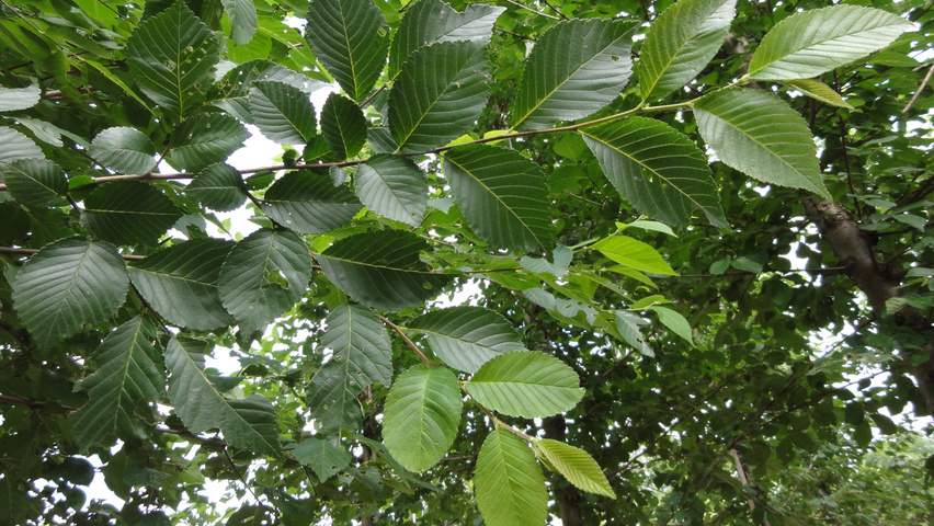 Ulmus 'Rebona'® blad