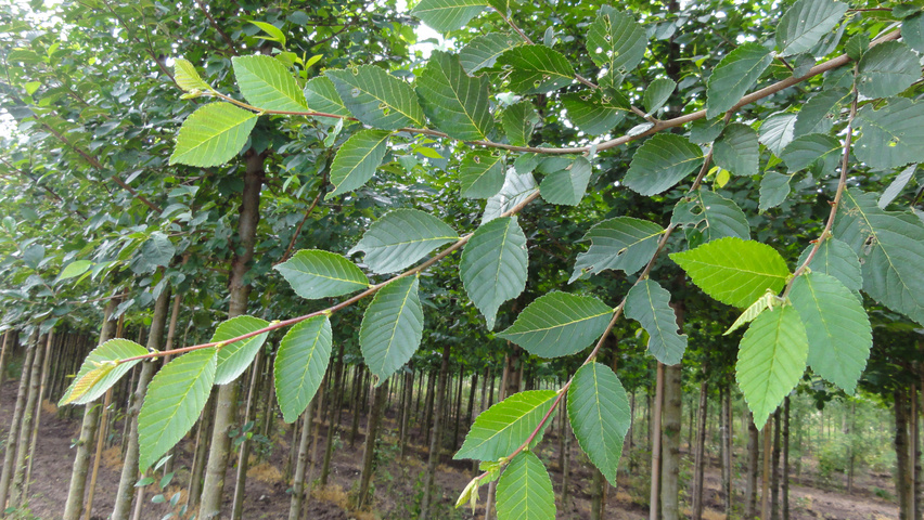 Ulmus 'Rebona'® blad