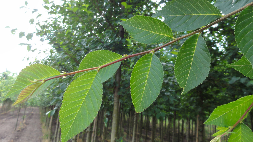 Ulmus 'Rebona'® blad