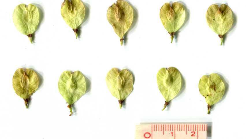 Ulmus 'Rebona'® vrucht