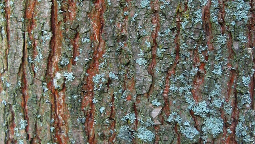 Ulmus 'Regal' bast