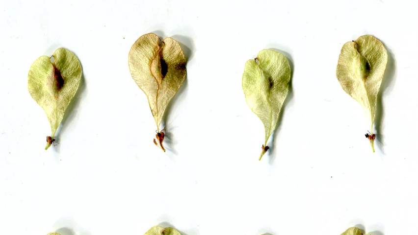 Ulmus 'Regal' vrucht