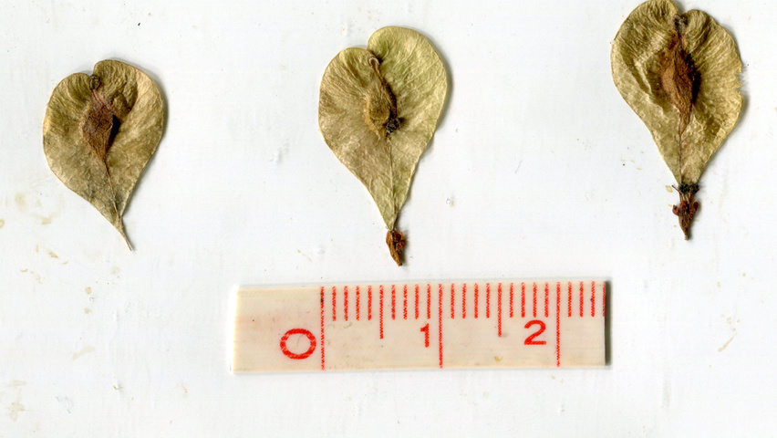 Ulmus 'Regal' vrucht