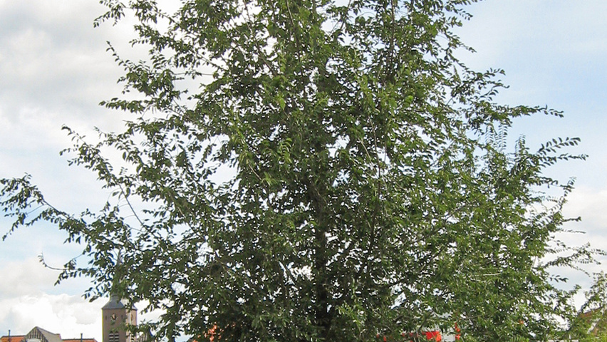 Ulmus 'Regal' hoogstam
