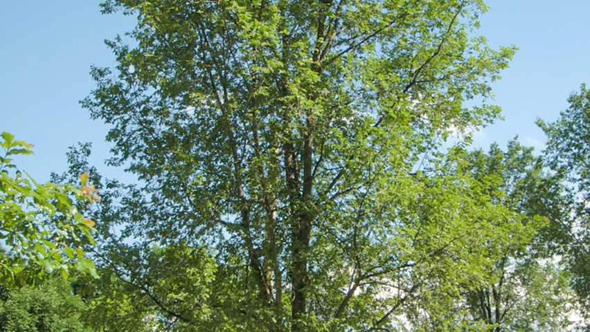 Ulmus 'Regal' hoogstam