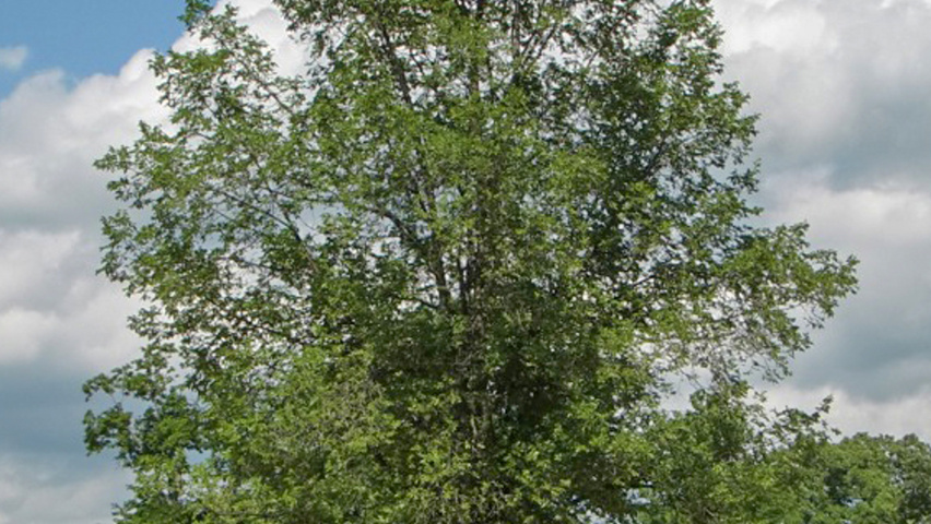 Ulmus 'Regal' hoogstam
