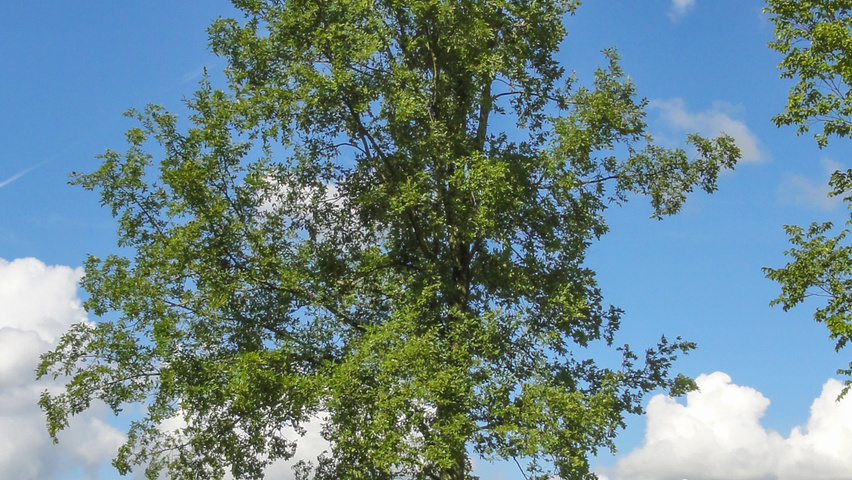 Ulmus 'Regal' hoogstam