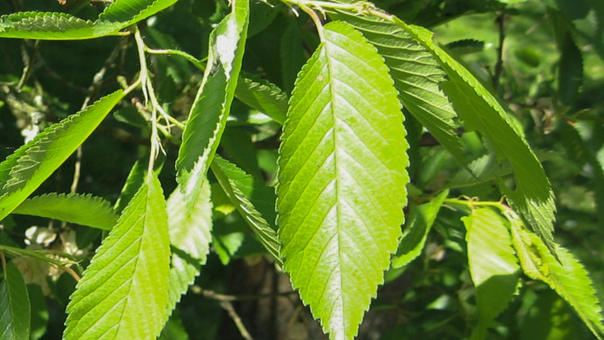 Ulmus 'Regal' blad