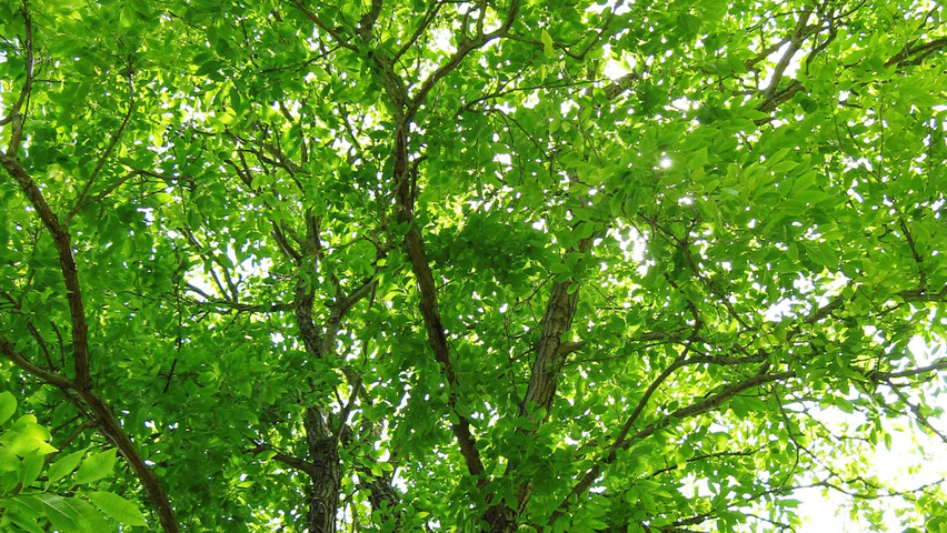 Ulmus 'Regal' blad