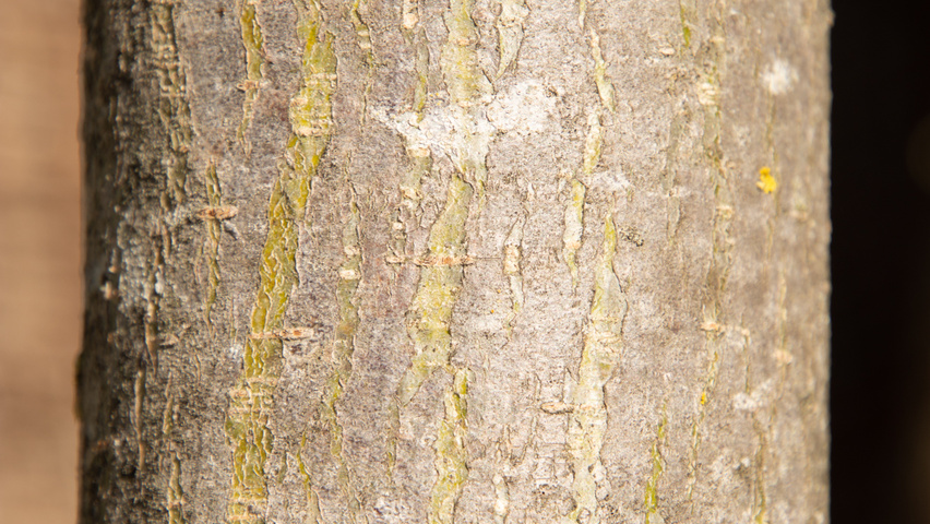 Ulmus ‘San Zanobi’ bark