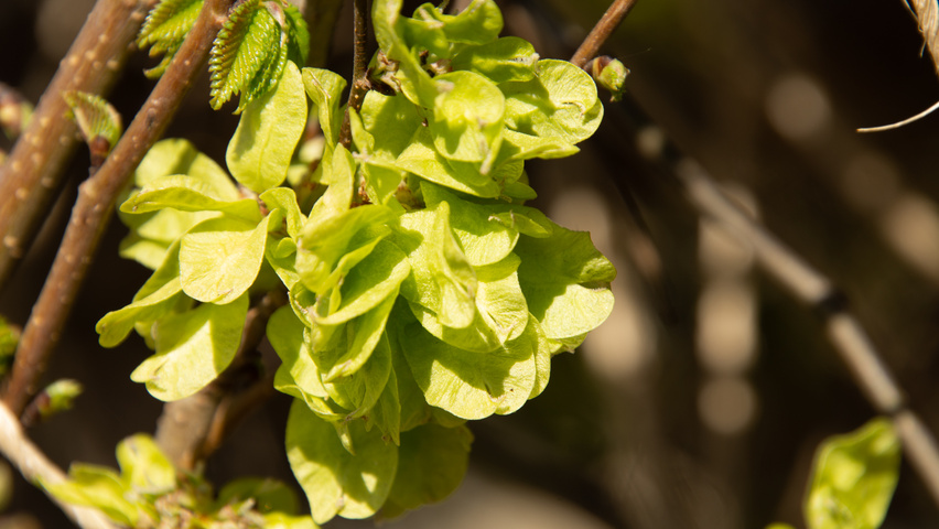 Ulmus ‘San Zanobi’ fruits