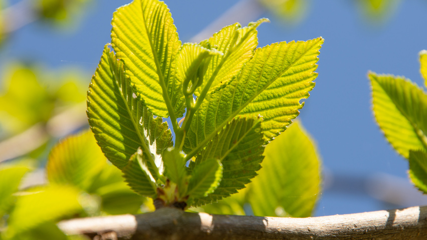 Ulmus ‘San Zanobi’ leaves