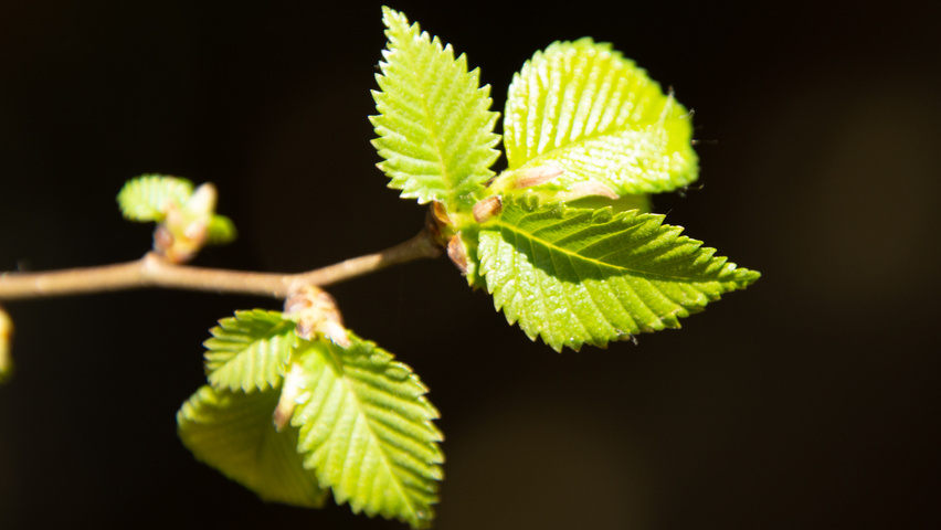 Ulmus ‘San Zanobi’ leaves