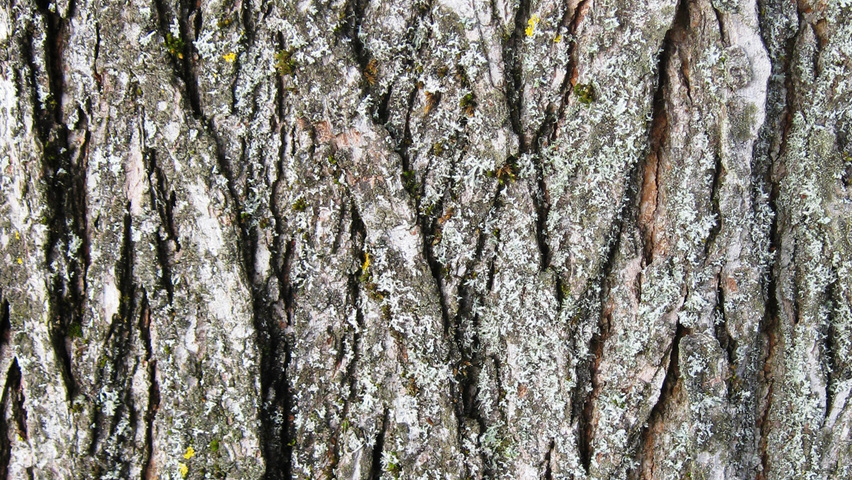 Ulmus 'Sapporo Autumn Gold' bast