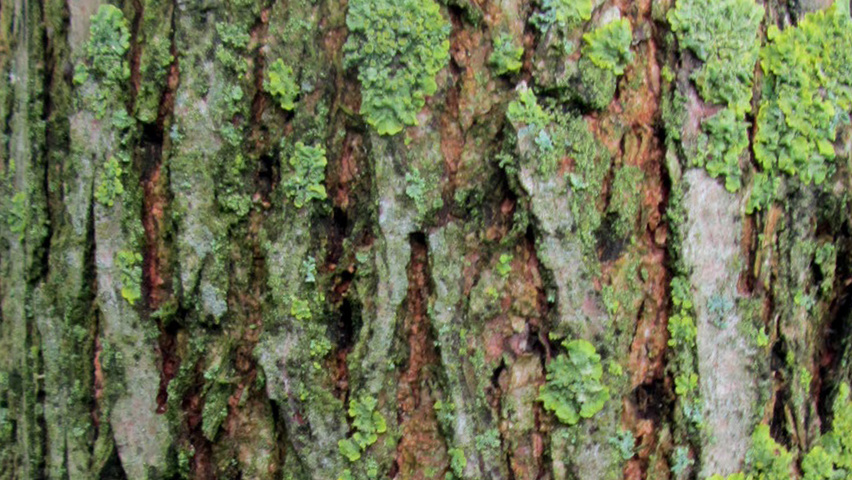 Ulmus 'Sapporo Autumn Gold' bast