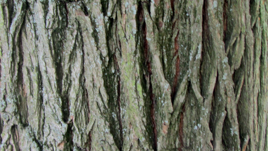 Ulmus 'Sapporo Autumn Gold' bast