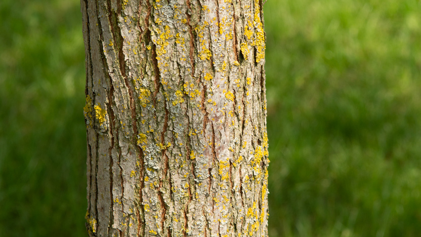 Ulmus 'Sapporo Autumn Gold' bast