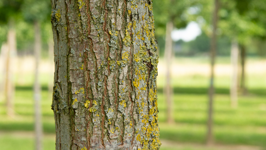 Ulmus 'Sapporo Autumn Gold' bast