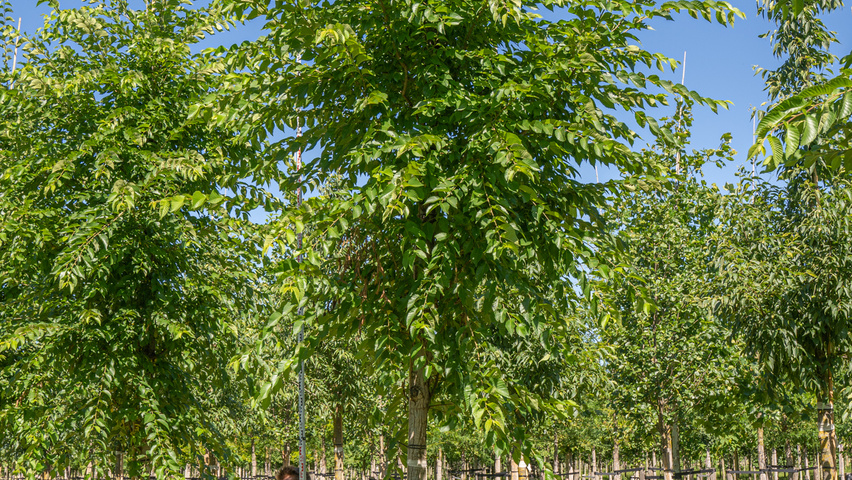Ulmus 'Sapporo Autumn Gold' hoogstam