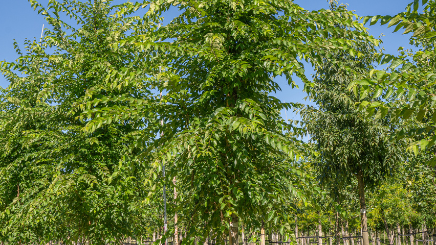 Ulmus 'Sapporo Autumn Gold' hoogstam
