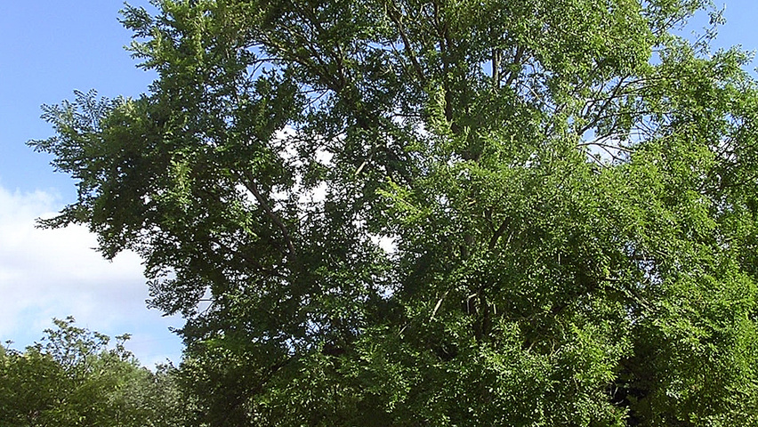 Ulmus 'Sapporo Autumn Gold' hoogstam