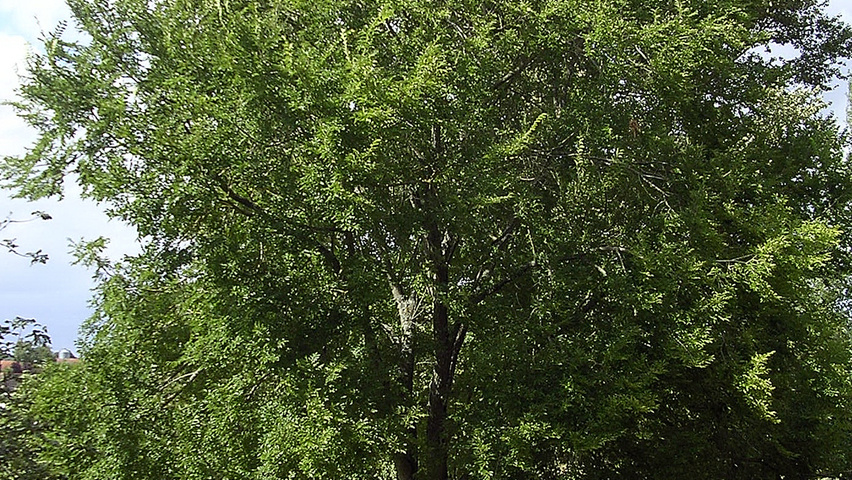 Ulmus 'Sapporo Autumn Gold' hoogstam