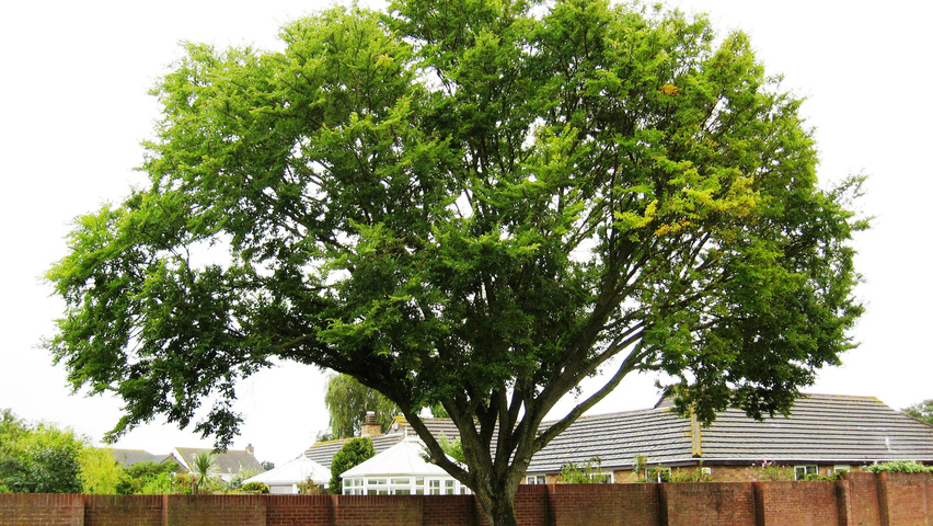 Ulmus 'Sapporo Autumn Gold' hoogstam