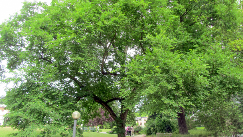 Ulmus 'Sapporo Autumn Gold' hoogstam