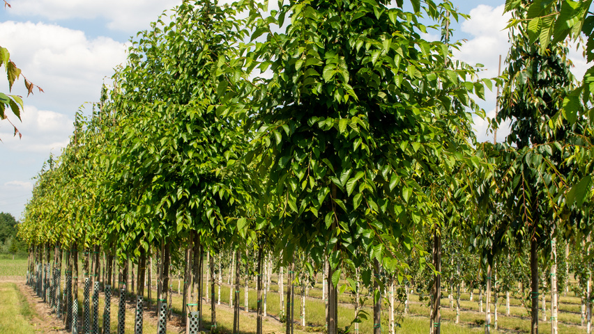 Ulmus 'Sapporo Autumn Gold' hoogstam