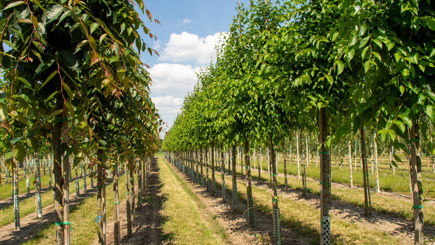 Ulmus 'Sapporo Autumn Gold' hoogstam
