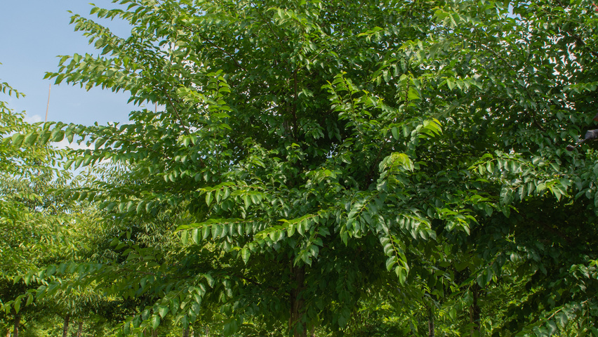 Ulmus 'Sapporo Autumn Gold' hoogstam