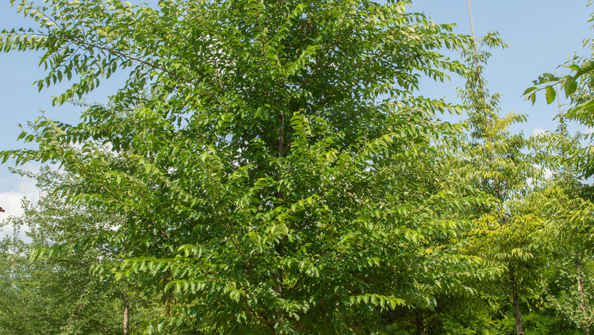 Ulmus 'Sapporo Autumn Gold' hoogstam