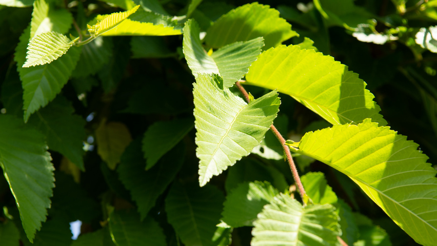 Ulmus 'Sapporo Autumn Gold' blad