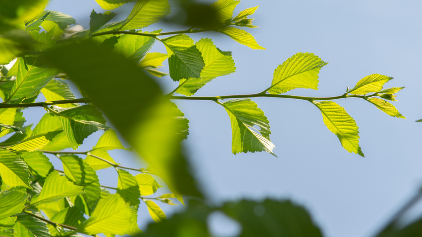 Ulmus 'Sapporo Autumn Gold' blad